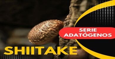 shiitake, aliado de la salud cardiovascular